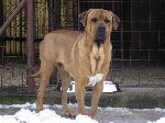Chovatelska stanice ps�: Z KATUSICK�HO DVORA