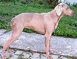 Chovatelska stanice ps�: Z RA��  Z�TOKY