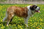Chovatelska stanice ps�: Z F�ROVA DVORA