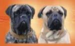Chovatelska stanice ps�: ROTT-BULL