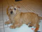 Chovatelska stanice ps�: Z LIMBA�SK�CH VIN�C